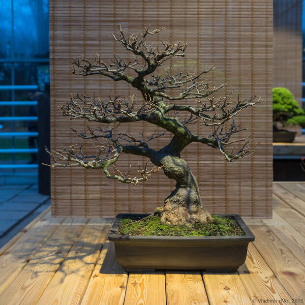 Bonsai пролетарская ул 7 фото