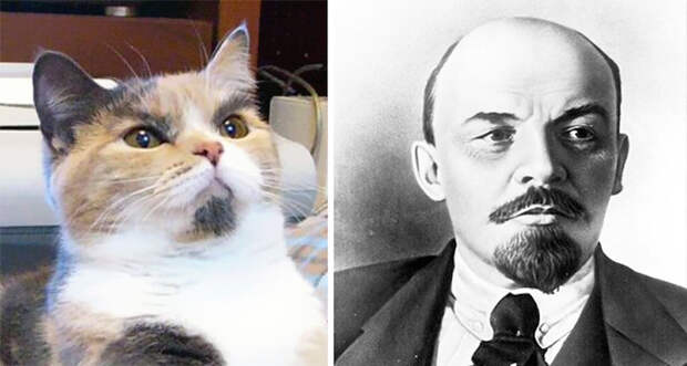 Один в один: кот и Владимир Ильич. гулять, кошки, фото
