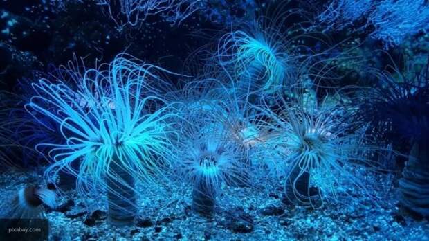 Ученые обнаружили в глубинах Тихого океана необычных ксенофиофоров