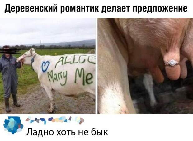 kartinok-prikolnyh-podborka-kartinki-smeshnye-kartinki-fotoprikoly