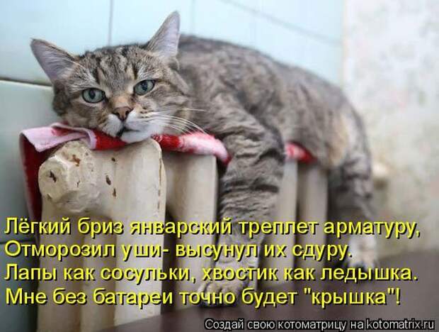 Лучшие котоматрицы недели (50 фото)