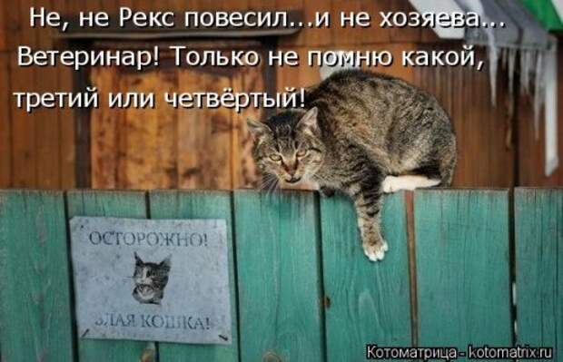 Новая котоматрица на Бугаге (39 фото)