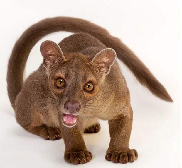 Fossa