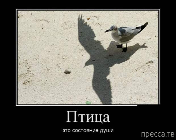 Самые злобные демотиваторы, часть 96 (43 фото)