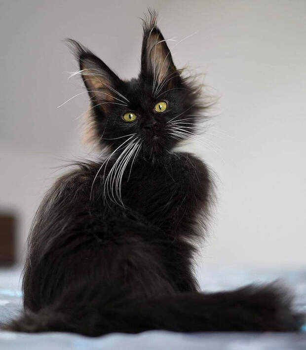 50 котят породы мейн-кун, которые ещё только ждут своего взросления