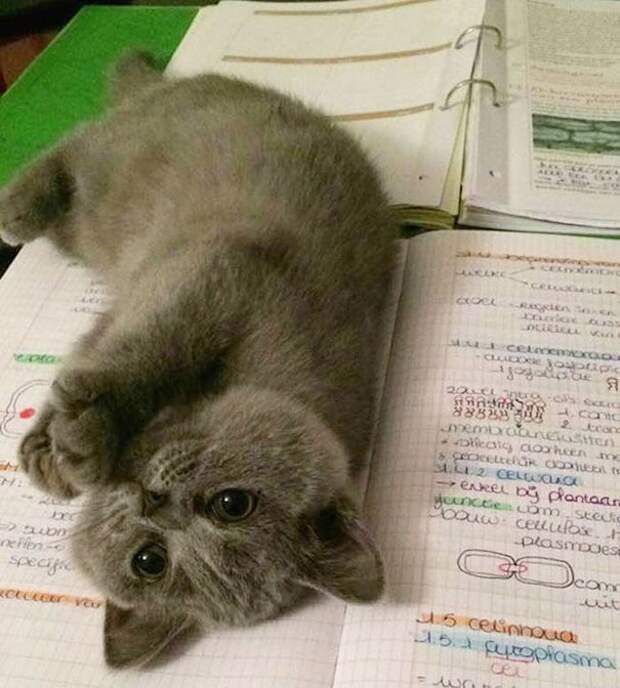 Навязчивые питомцы