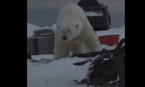 Белый медведь пришел на полярную станцию Малые Кармакулы на Новой Земле