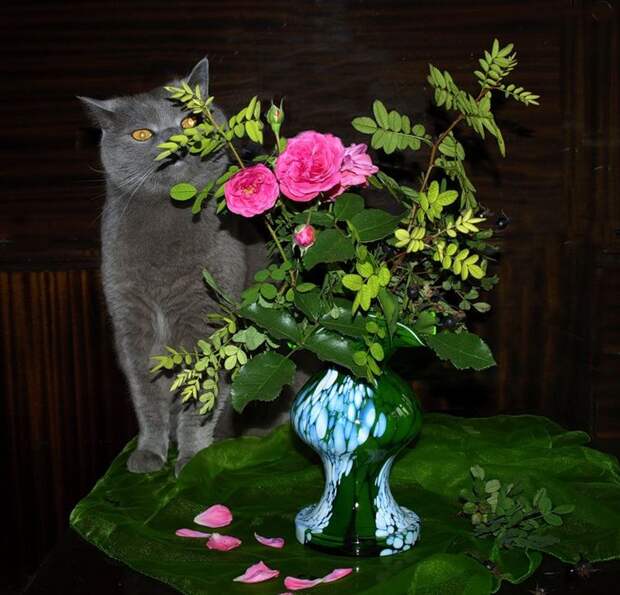 Котонатюрморты II Коты с цветами