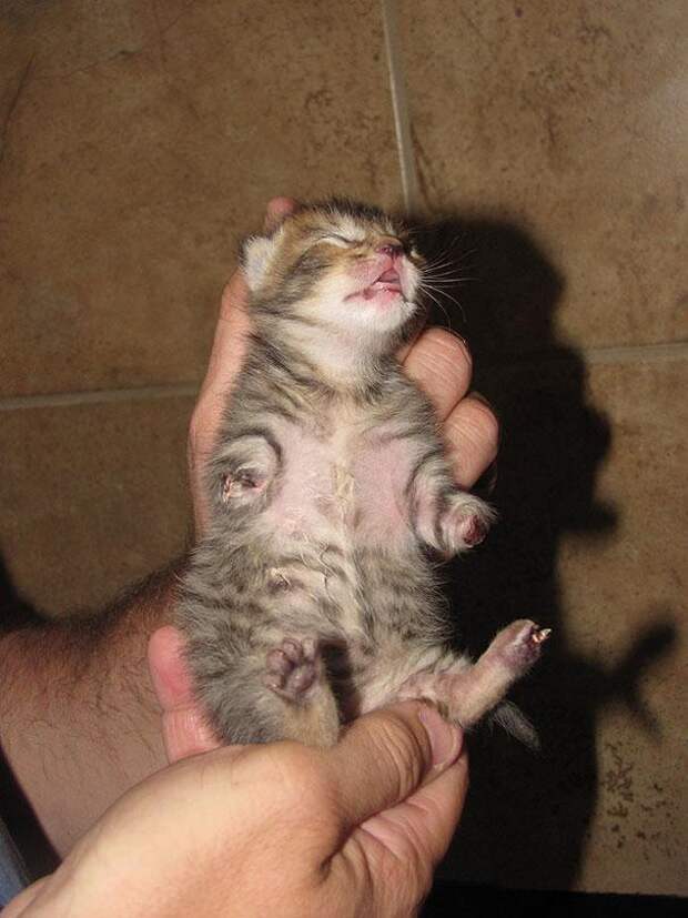 котёнок на задних лапах 10
