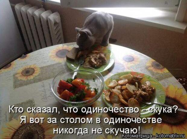 Котоматрицы (картинки с надписями)
