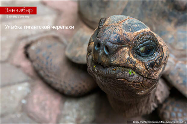Улыбка гигантской черепахи