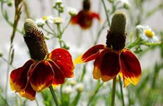 EduPic Flower Images