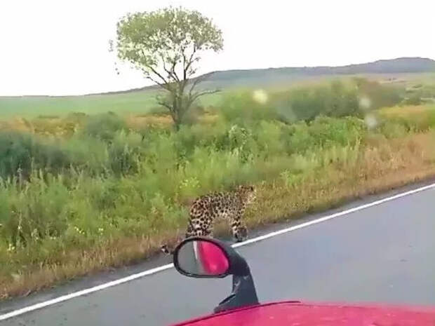 В Приморье ищут истощенного леопарда, который попал на видео