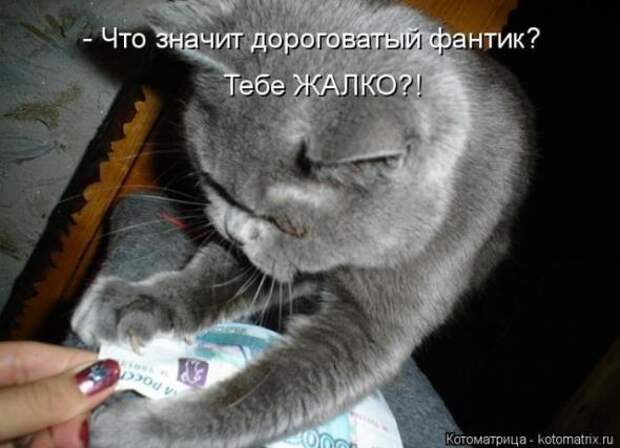 Котоматрицы (картинки с надписями)