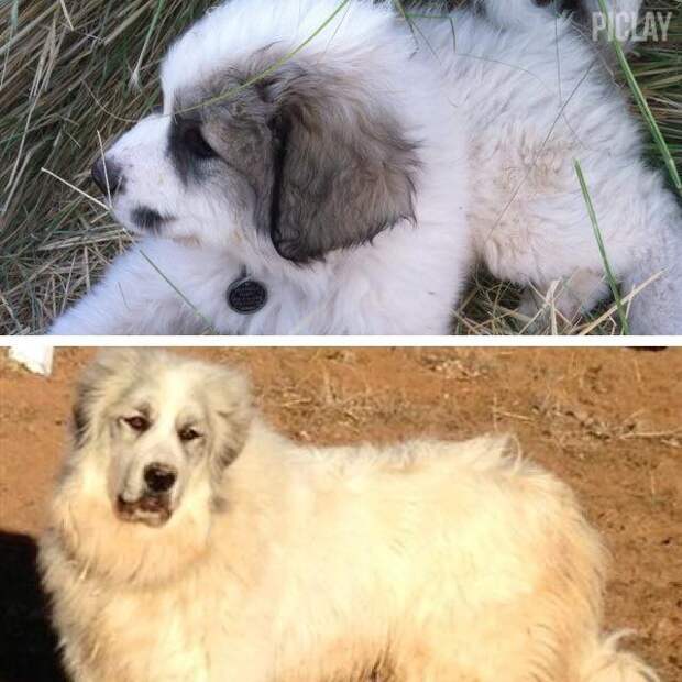 Cassie Mason Hawkins-Hubbard's Gabriela. On Facebook at White Mountain Pyrenees of Halo Acres!