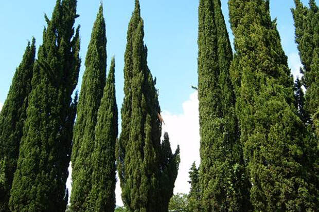 Кипарис является типично мужским деревом, влияя на сексуальную мужскую силу мужчин, придавая им неотразимость, способен усиливать и лечить потенцию