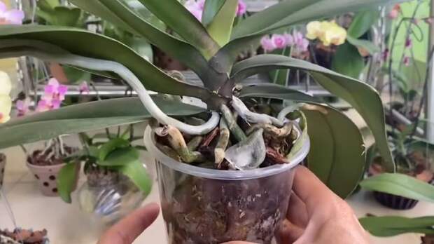 Секрет пышно цветущих орхидей — в шкурке банана. Ловкий трюк для здоровья орхидеи