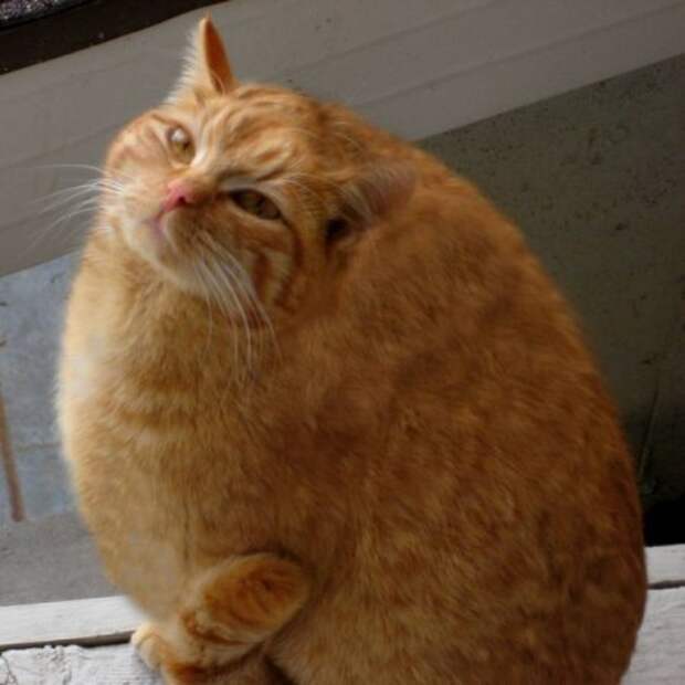 Назвали кота Боренькой, Cat named Borenka
