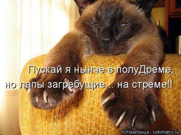 Котоматрицы (картинки с надписями)