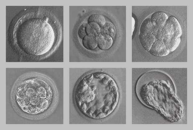 Эмбрионы в мышином глазу наука, ученые, эксперимент, эмбрион