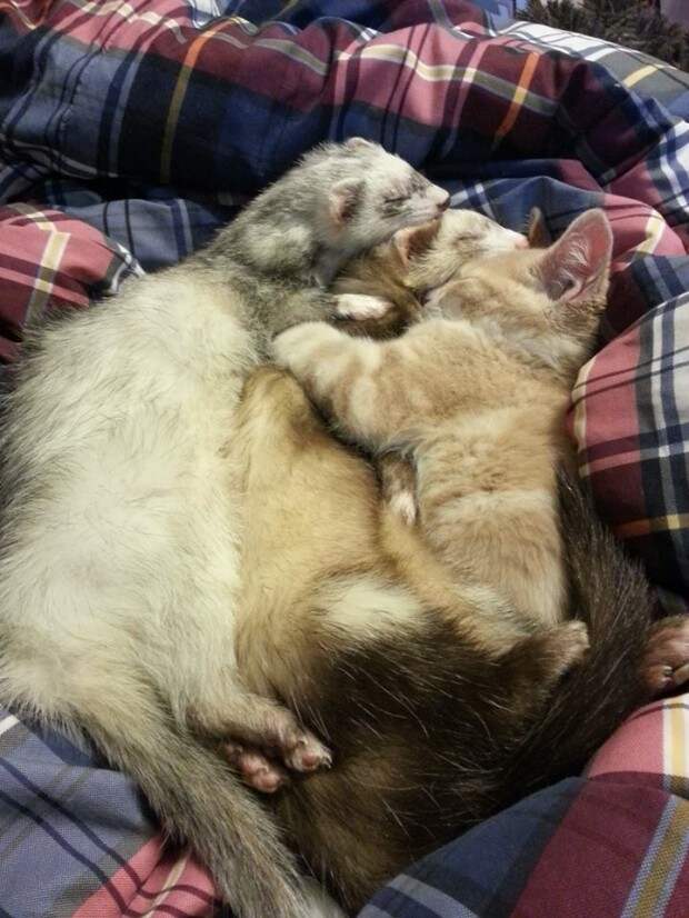дружба двух хорьков и котенка, рыжи котенок дружит с хорьками, котоено и хорьки