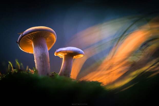 магические фотографии светящихся грибов (7)