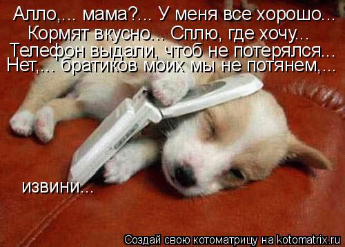 Котоматрица: Алло,... мама?... У меня все хорошо... Кормят вкусно... Сплю, где хочу... Телефон выдали, чтоб не потерялся... Нет,... братиков моих мы не потянем,...