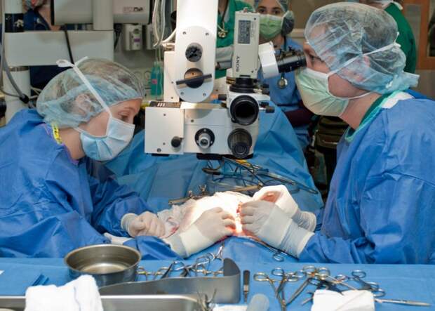 kidney transplants cat
