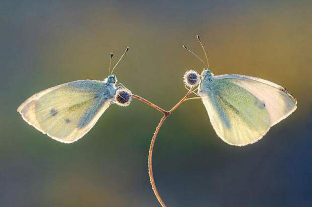 sony-world-photography-awards-2013 (11)
