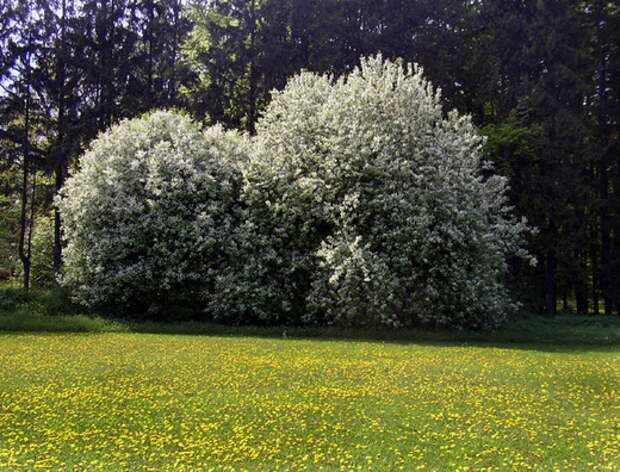 Черёмуха обыкновенная (Prunus padus)