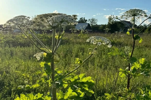Адвокат Жмурко объяснила, кого могут лишить участка из-за борщевика