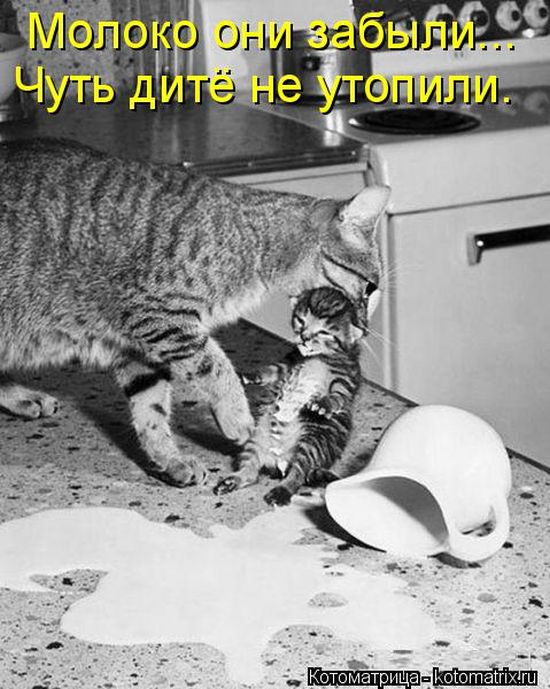 Котоматрицы(картинки с надписями)