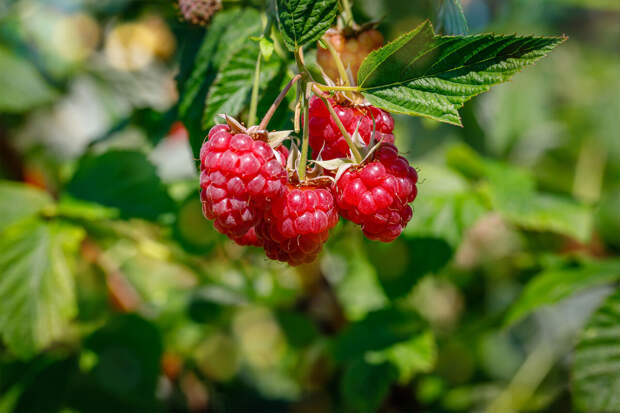 IJBMS: малина содержит сразу несколько соединений, способных снижать воспаление