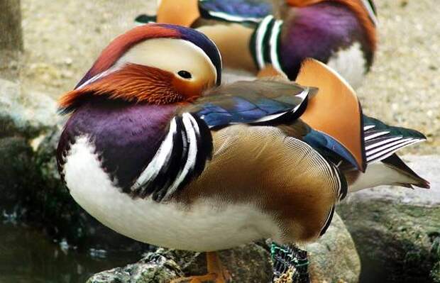 Самцы уток-мандаринок (Aix galericulata), фото утиные птицы картинка фотография