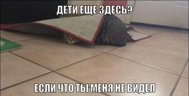Подражая котоматрице котоматрица, коты, юмор