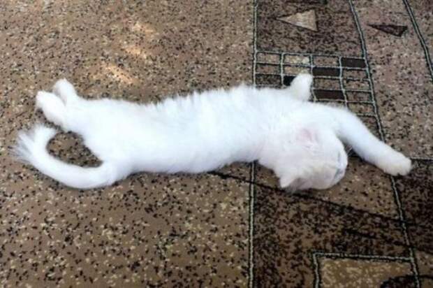 Вторая жизнь  кота, найденного под окнами дома