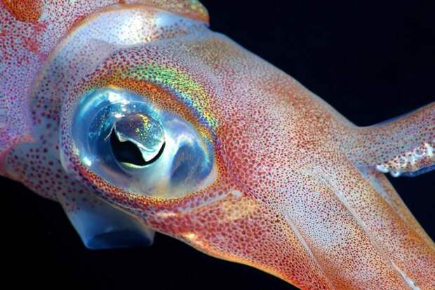 Глаз рифового кальмар Bigfin