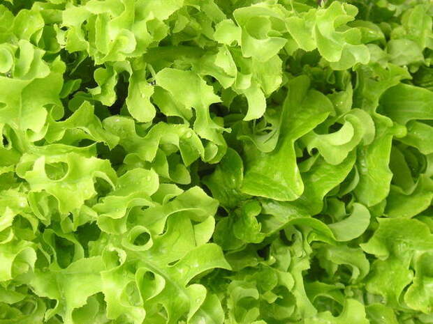 Салат посевной var. crispa Salad Bowl, фото сайта commons.wikimedia.org