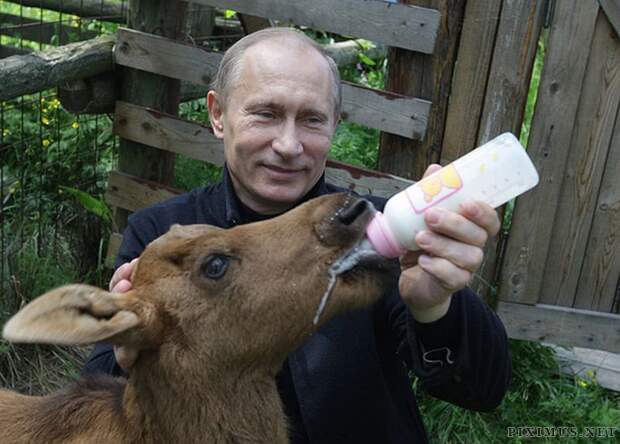 Владимир Владимирович Путин и звери добро, животные, мир, путин, россия