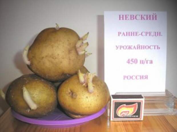 проращивание