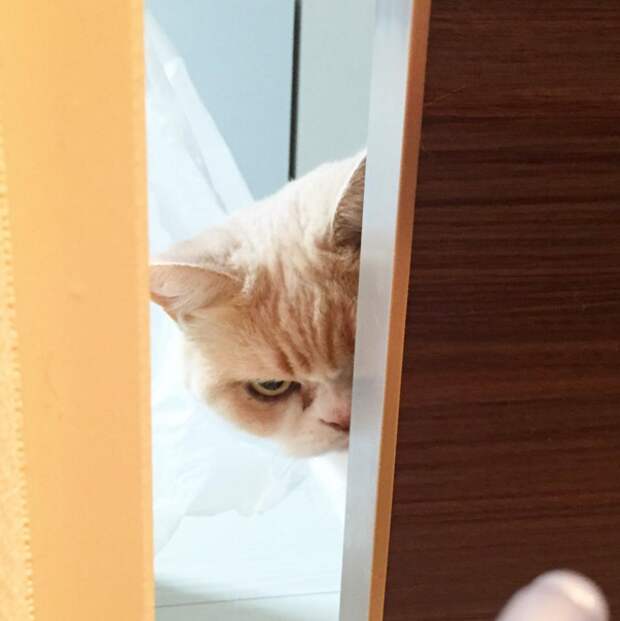 Озлобленный кот Коюки животные, коты, прикол