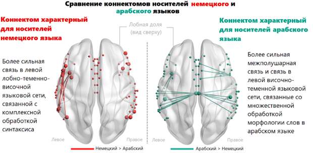 Как язык формирует структуру мозга