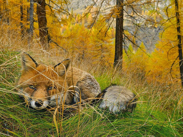 national-geographic-photo-of-the-day-internet-favorites-2015-34__880