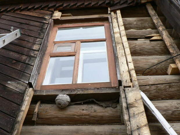 осиное гнездо под старой вагонкой осиное гнездо под старой вагонкой