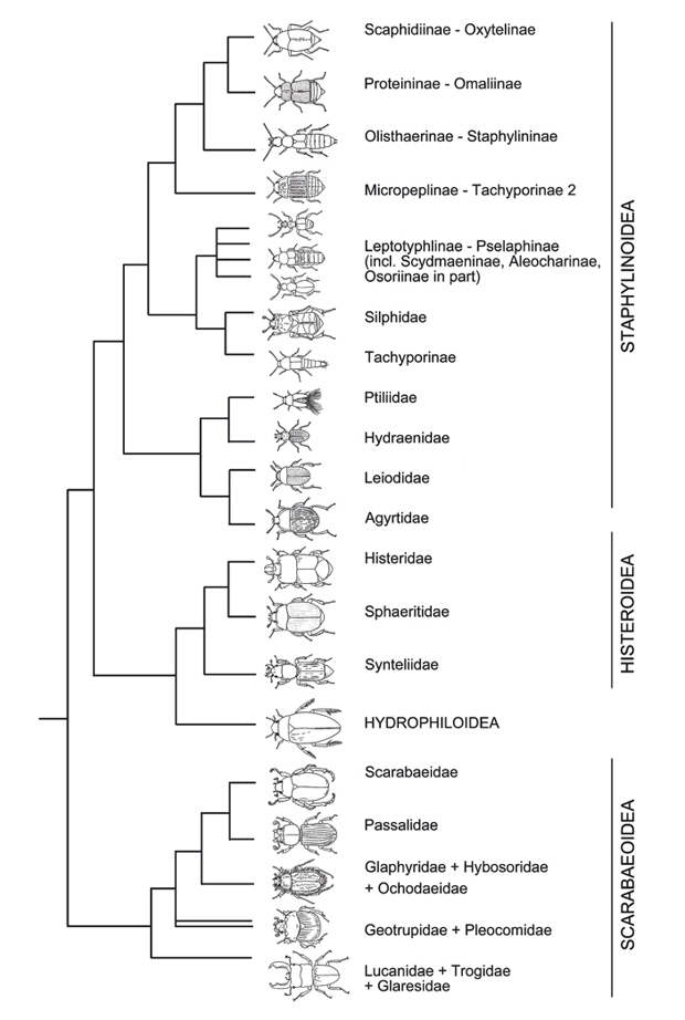 Рис. 3. Перокрылки (Ptiliidae), мертвоеды (Silphinae) и разные подсемейства стафилинид (Staphylinidae)