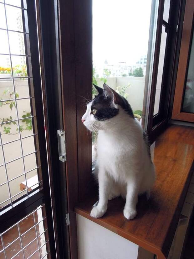 Коты, смотрящие в окно коты, окно, фотографии