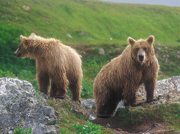 Описание фотографии камчатский бурый медведь