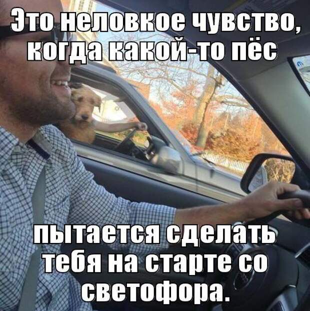 прикол, животные собаки