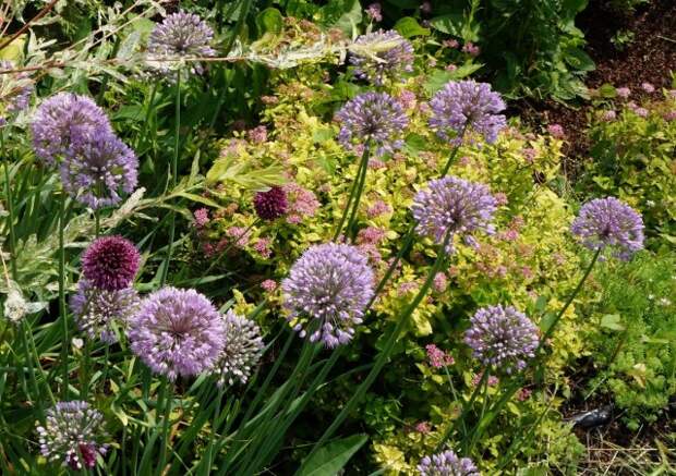 Лук-слизу́н, или Лук поника́ющий (Allium nutans) на цветнике со спиреей