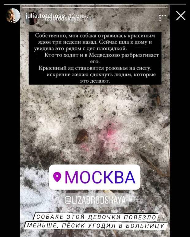 В Южном Медведкове объявились отравители собак